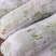 精品白皮冬瓜，一手货源，对接各大批发市场等，欢迎选购