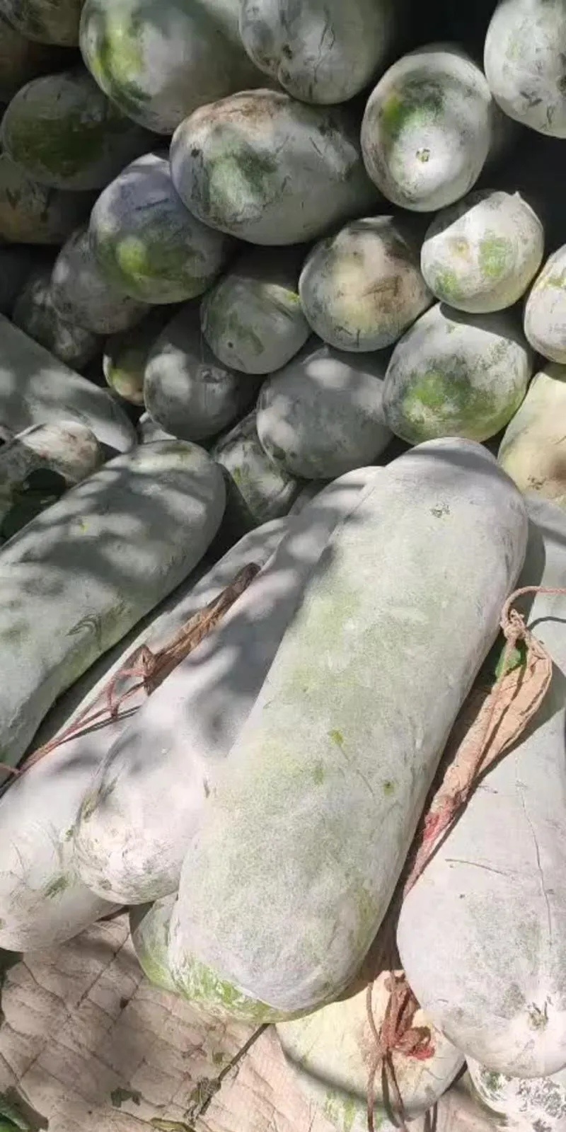 精品白皮冬瓜，一手货源，对接各大批发市场等，欢迎选购