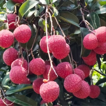广东凤花