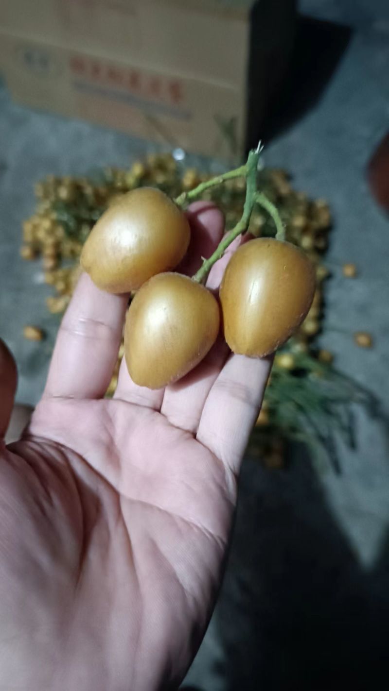 云浮郁南正宗无核黄皮
