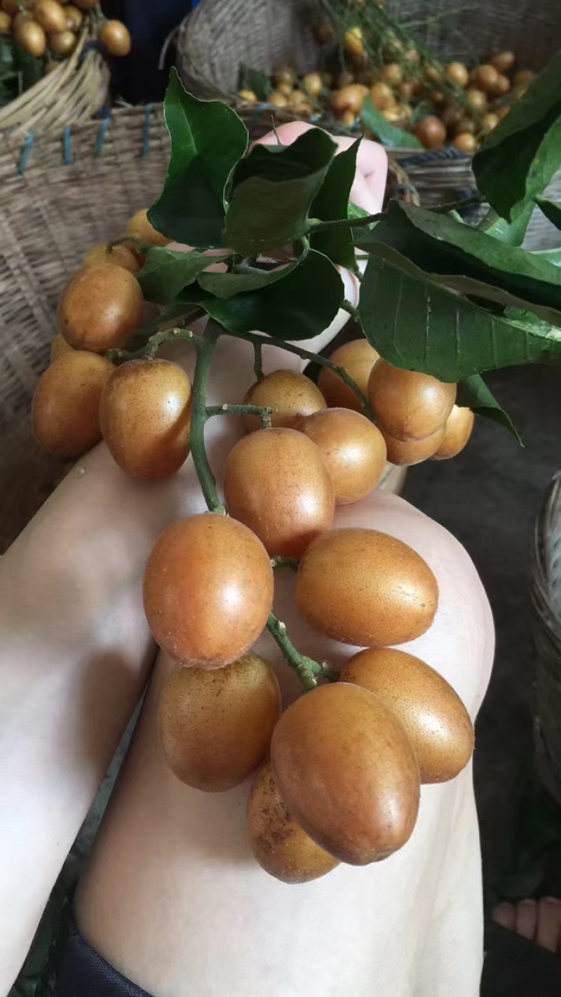 云浮郁南正宗无核黄皮