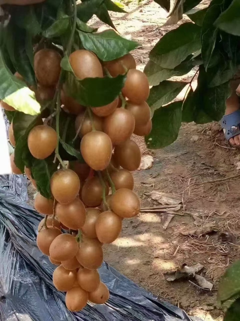 云浮郁南正宗无核黄皮