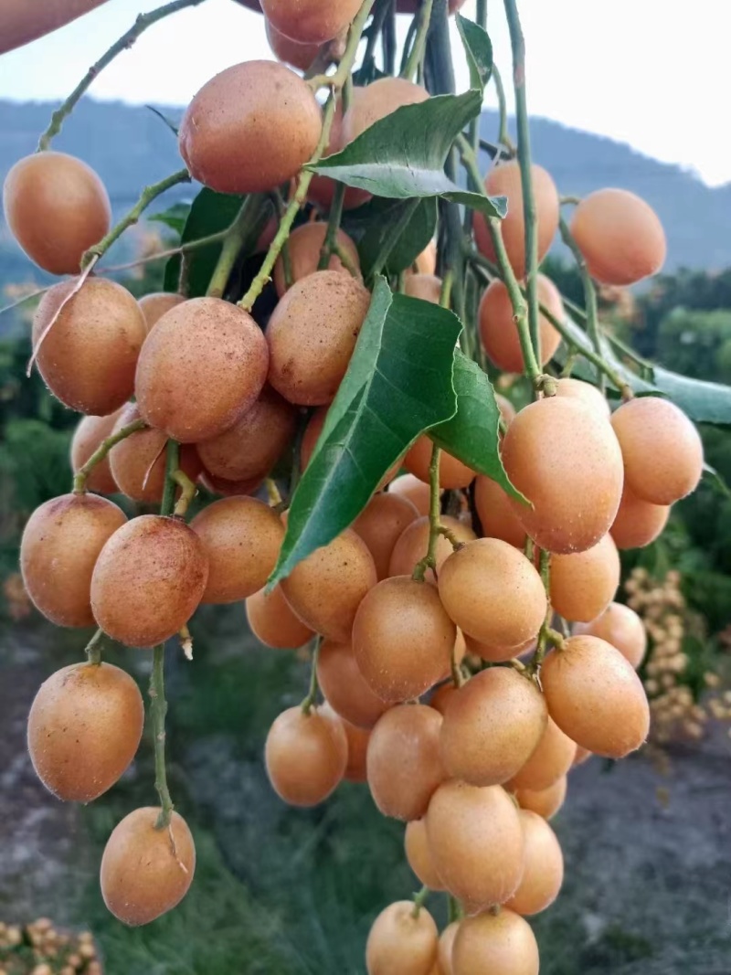 云浮郁南正宗无核黄皮