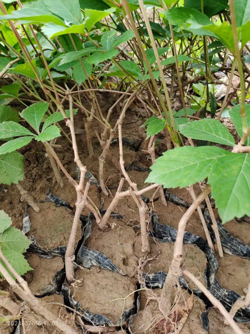 营养杯爬山虎五叶地锦适合坡底庭院苗木基地直供！