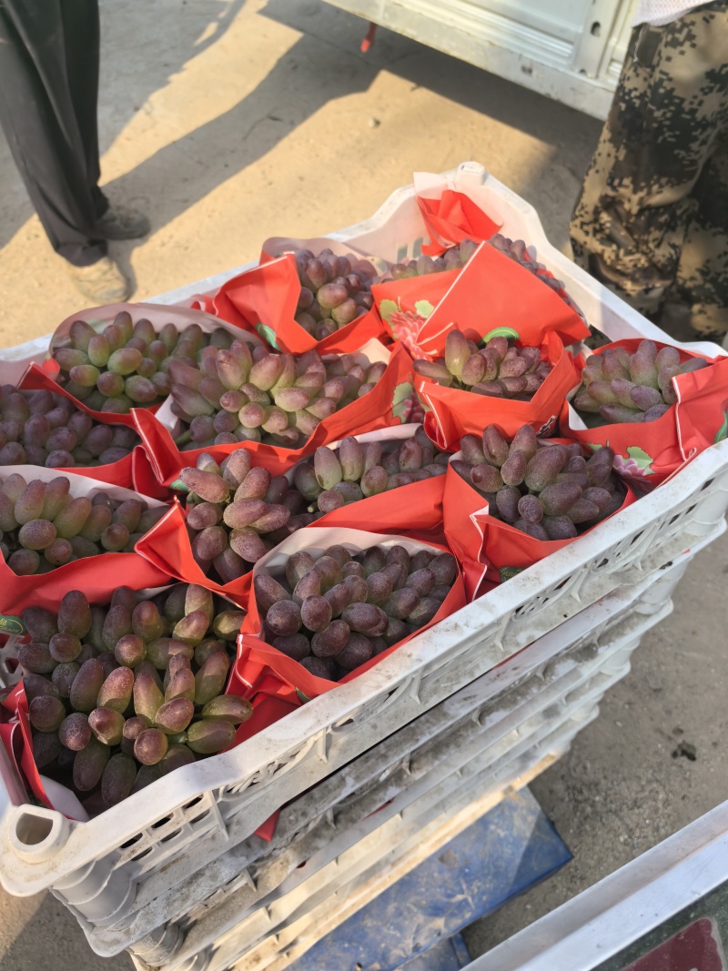 本地葡萄大量上市，各种品种齐全，口感清香脆甜。