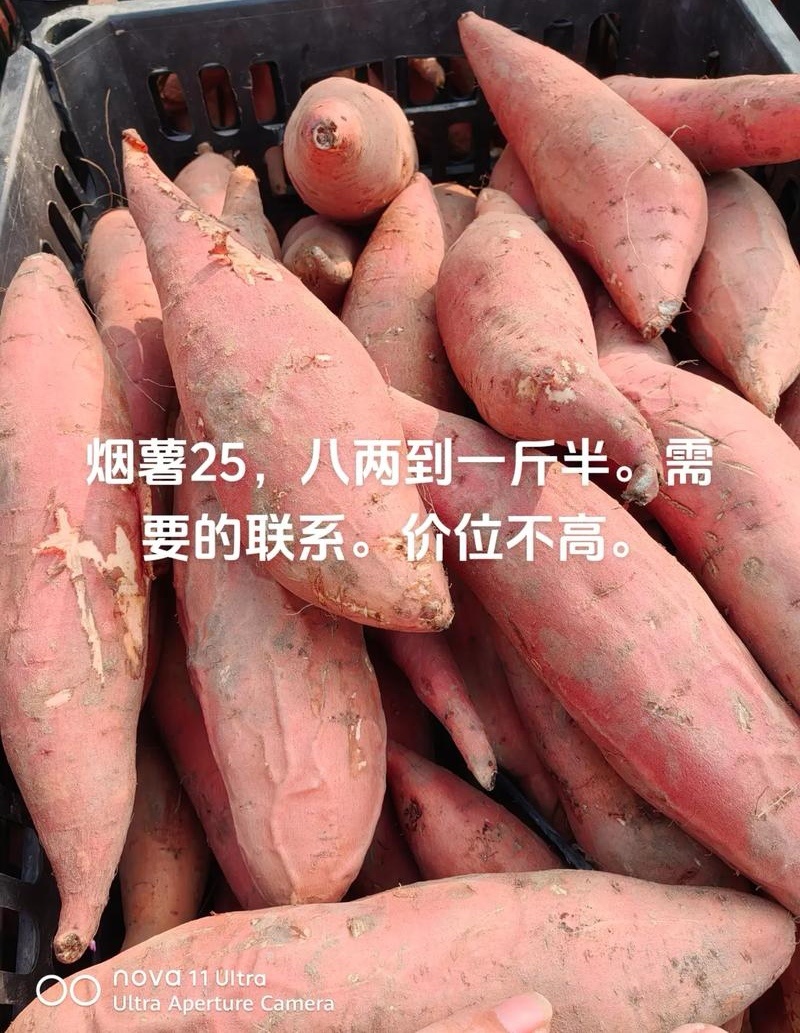 《精选》烟薯25号&山东红薯/常年供应/规格齐全/全国发