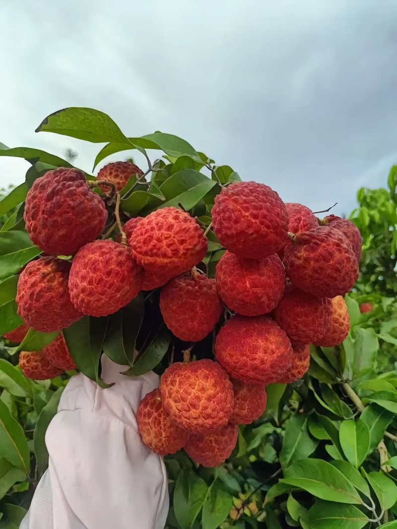 仙进奉荔枝
