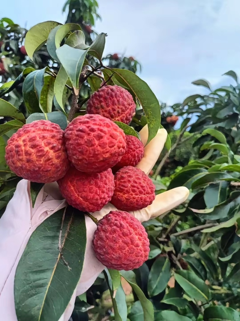 仙进奉荔枝
