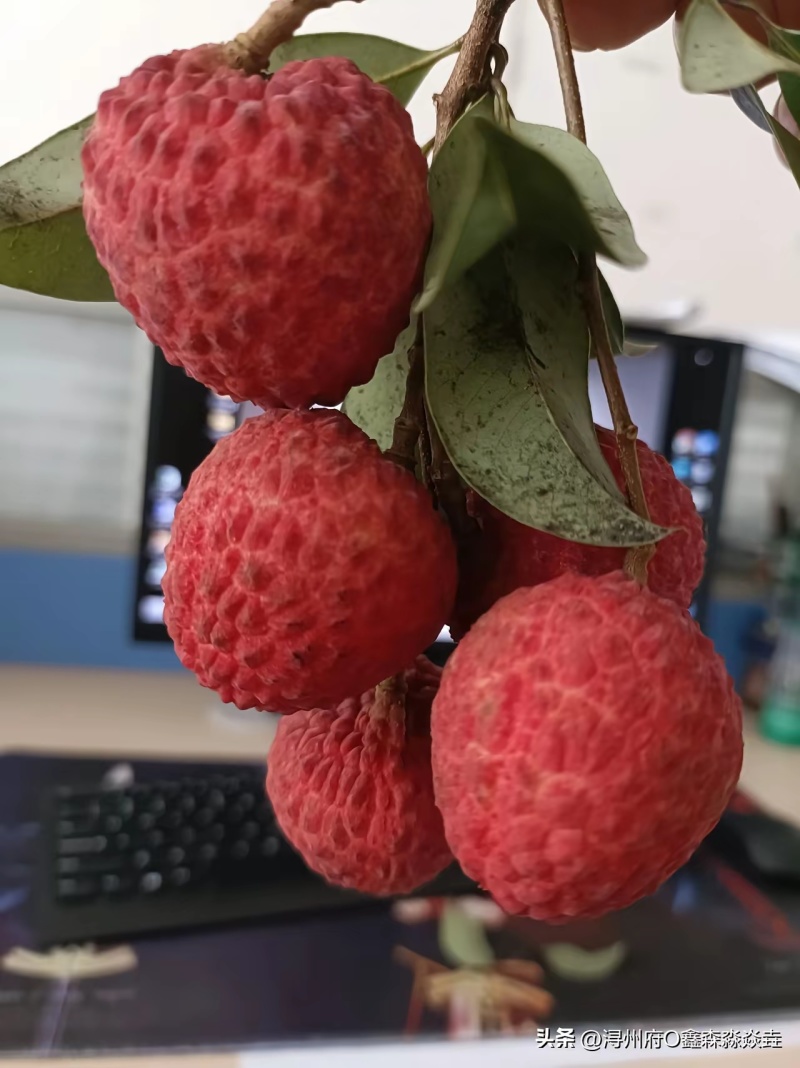仙进奉荔枝