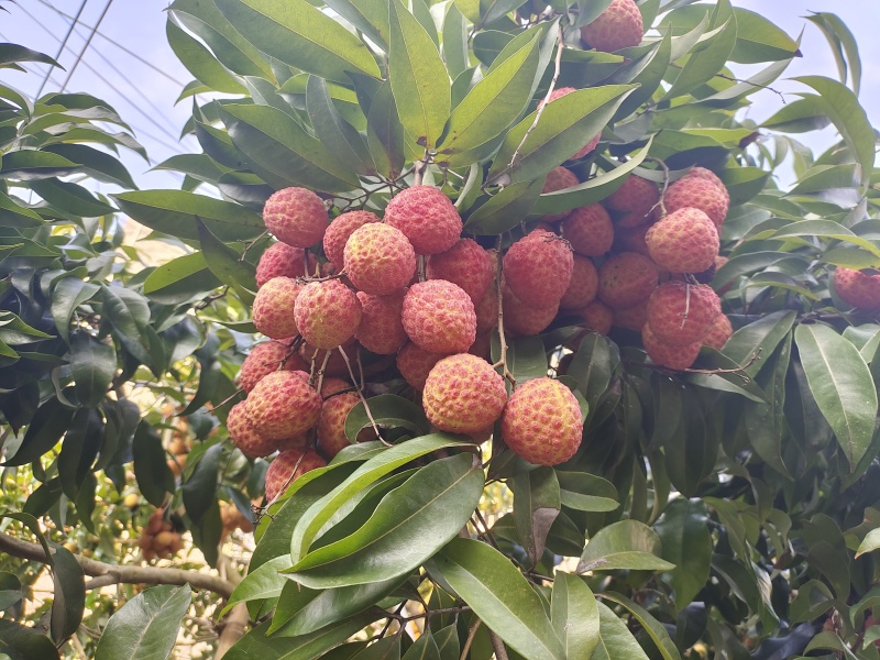 仙进奉荔枝