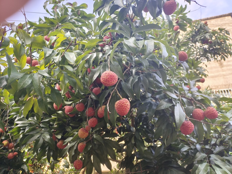 仙进奉荔枝