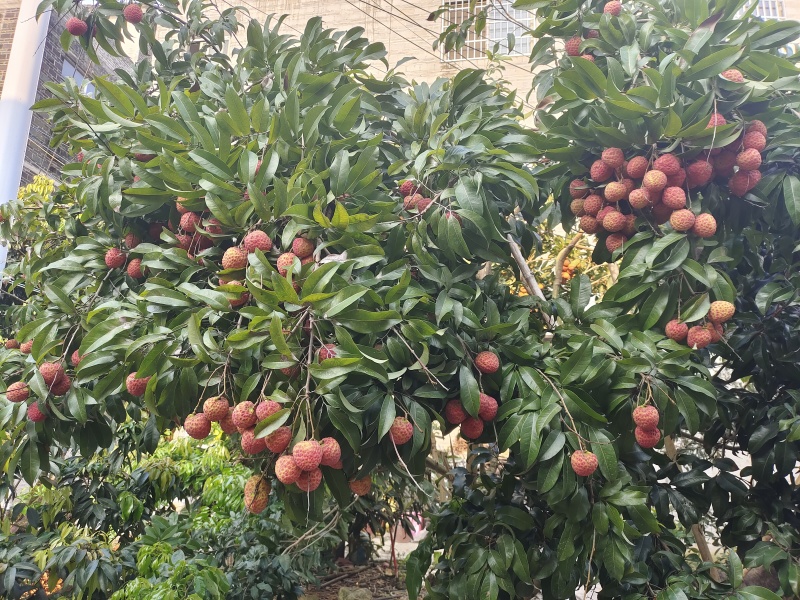 仙进奉荔枝