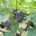 夏黑纯甜2.8元