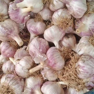 自家种植手挑手捡大蒜头，普通包装，皮厚红，个大均匀，