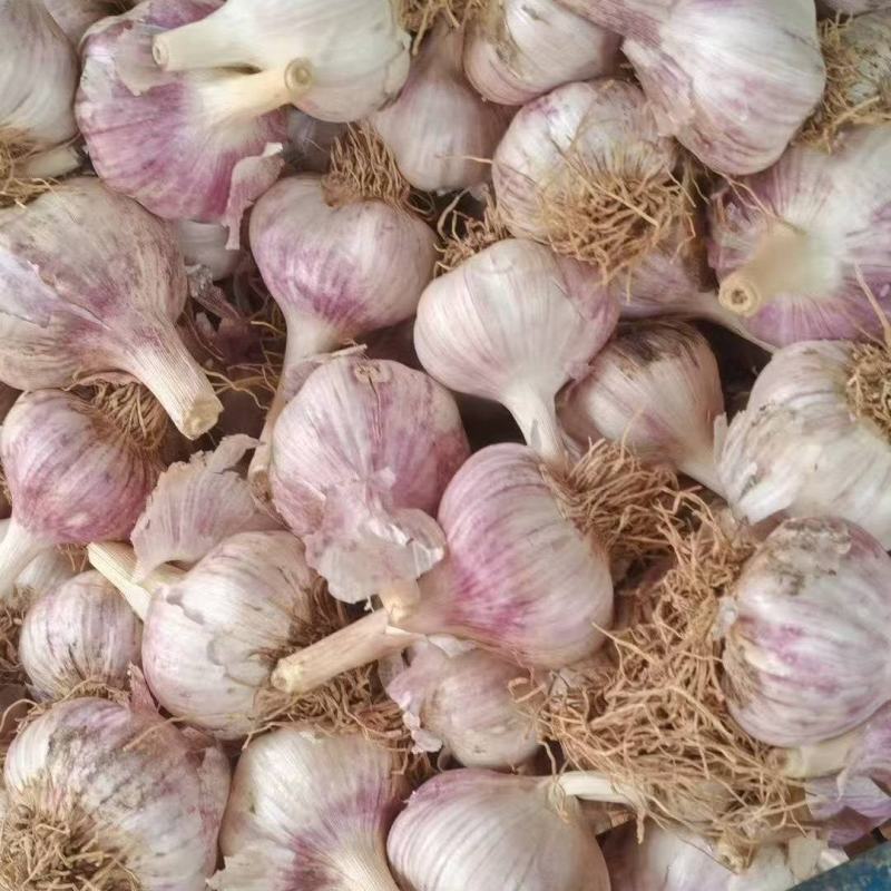 自家种植手挑手捡大蒜头，普通包装，皮厚红，个大均匀，