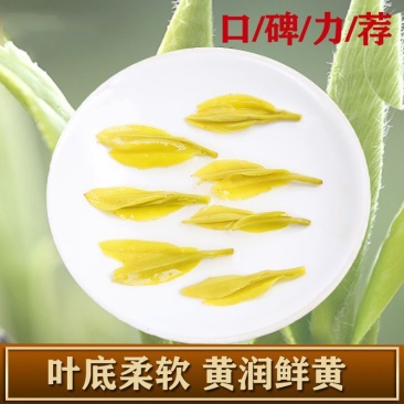 黄金牙新茶特级茶叶鲁记御香高档礼盒装浓香黄金叶茶送礼高档茶叶