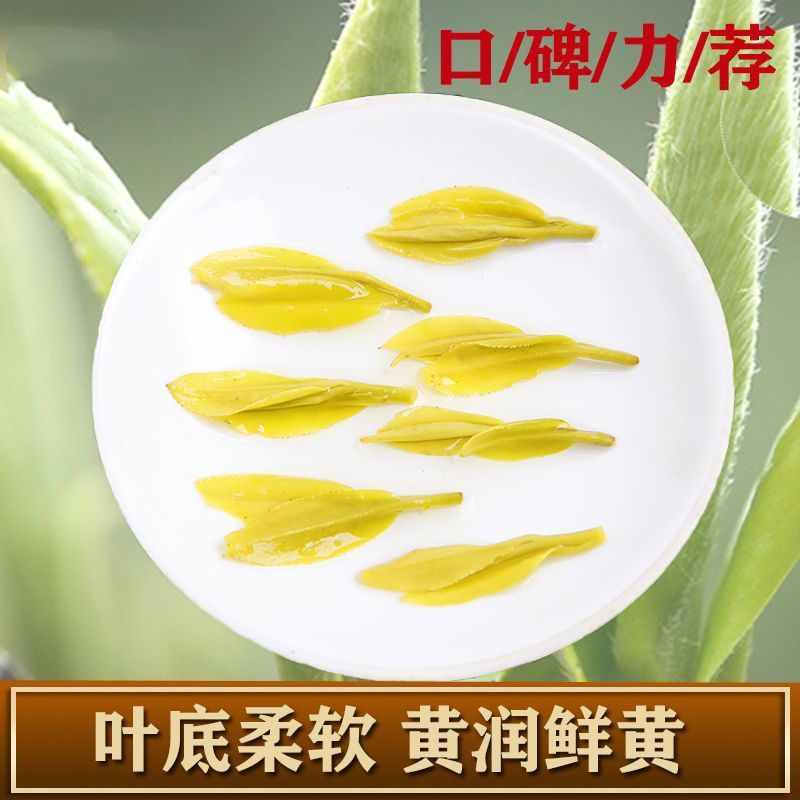 黄金牙新茶特级茶叶鲁记御香高档礼盒装浓香黄金叶茶送礼高档茶叶