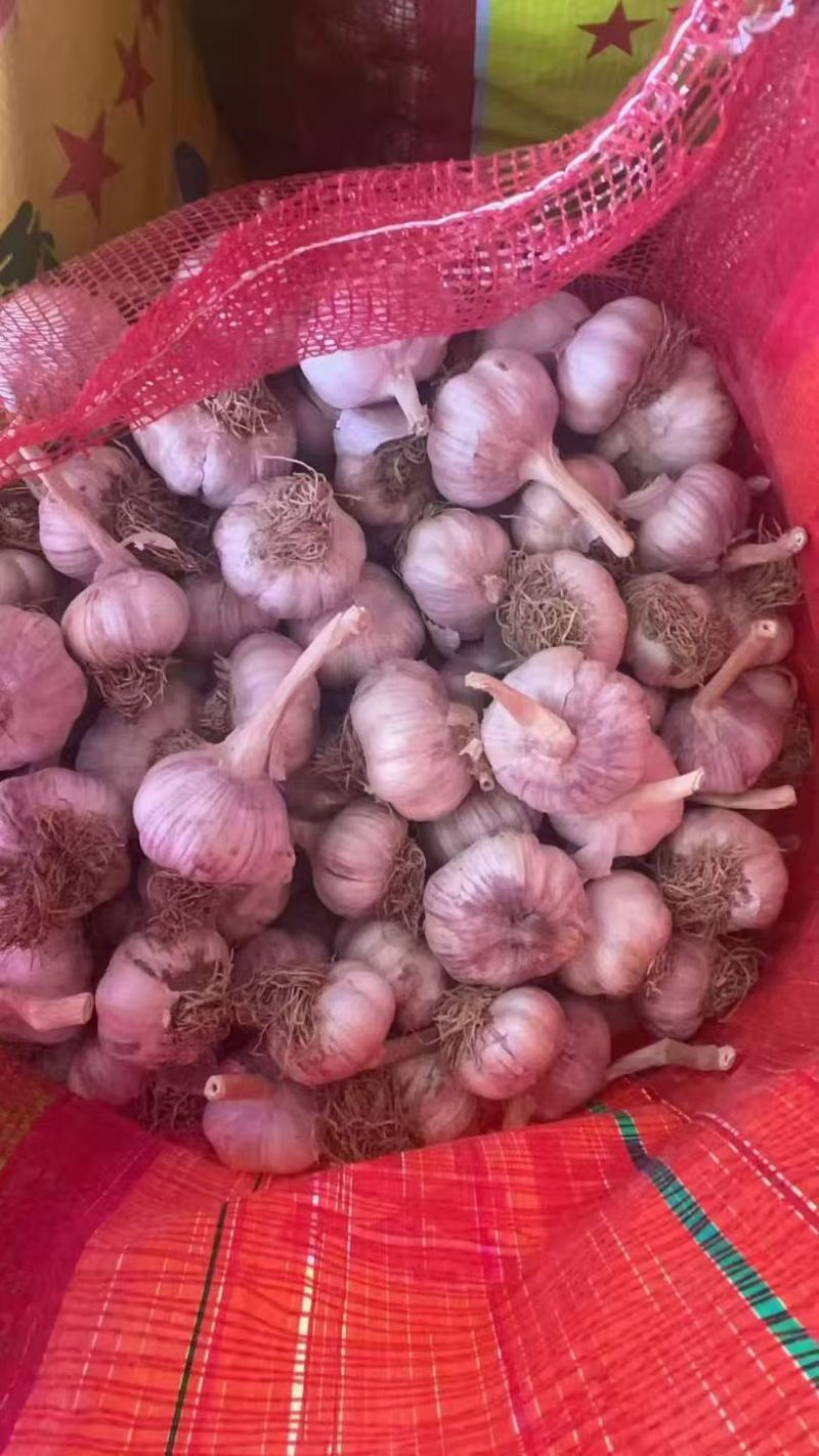 自家种植手挑手捡大蒜头，普通包装，皮厚红，个大均匀，