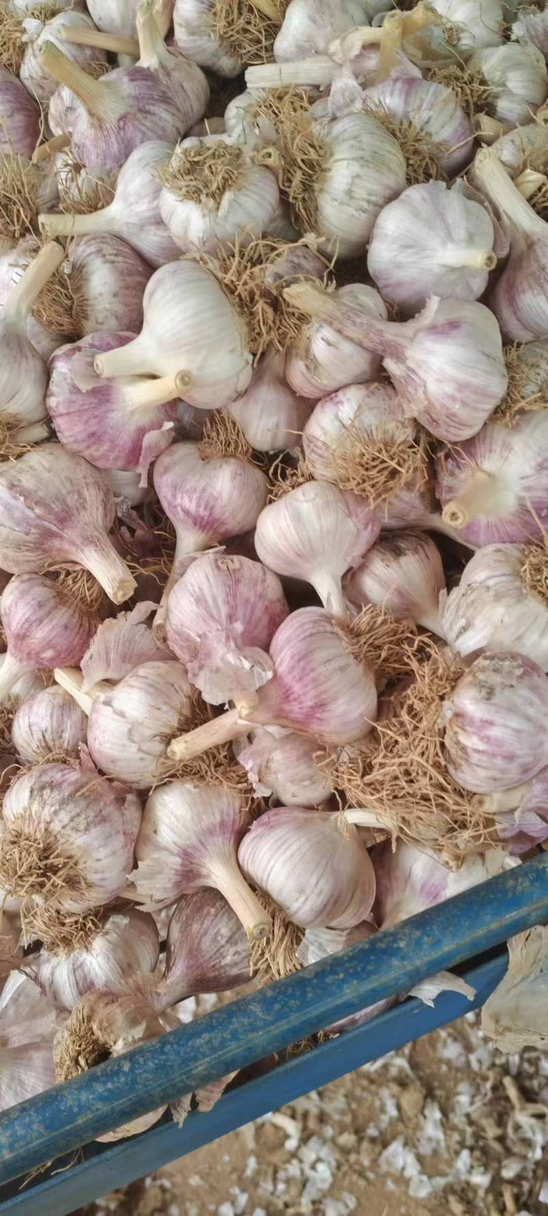 自家种植手挑手捡大蒜头，普通包装，皮厚红，个大均匀，
