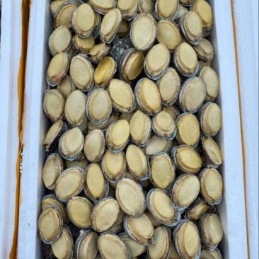鲍鱼干带壳鲍鱼可装礼盒量大从优品质保证价格优惠
