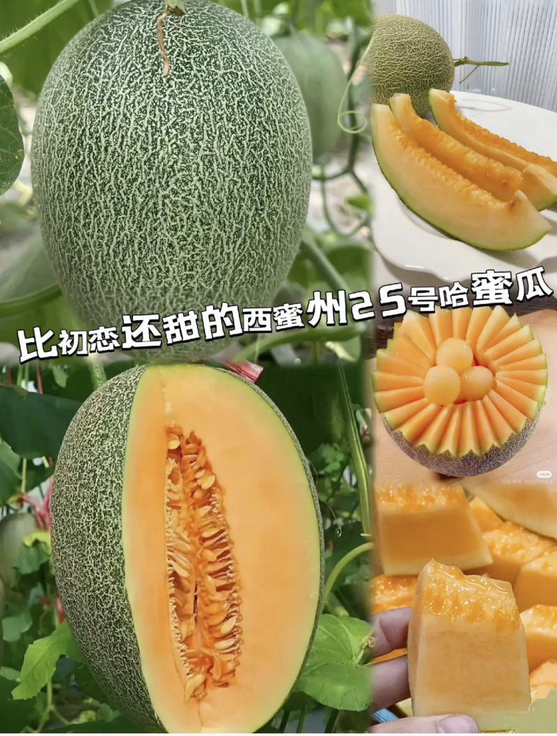 哈密瓜西州蜜晓蜜25号货源充足产地直销全国发货对接市场