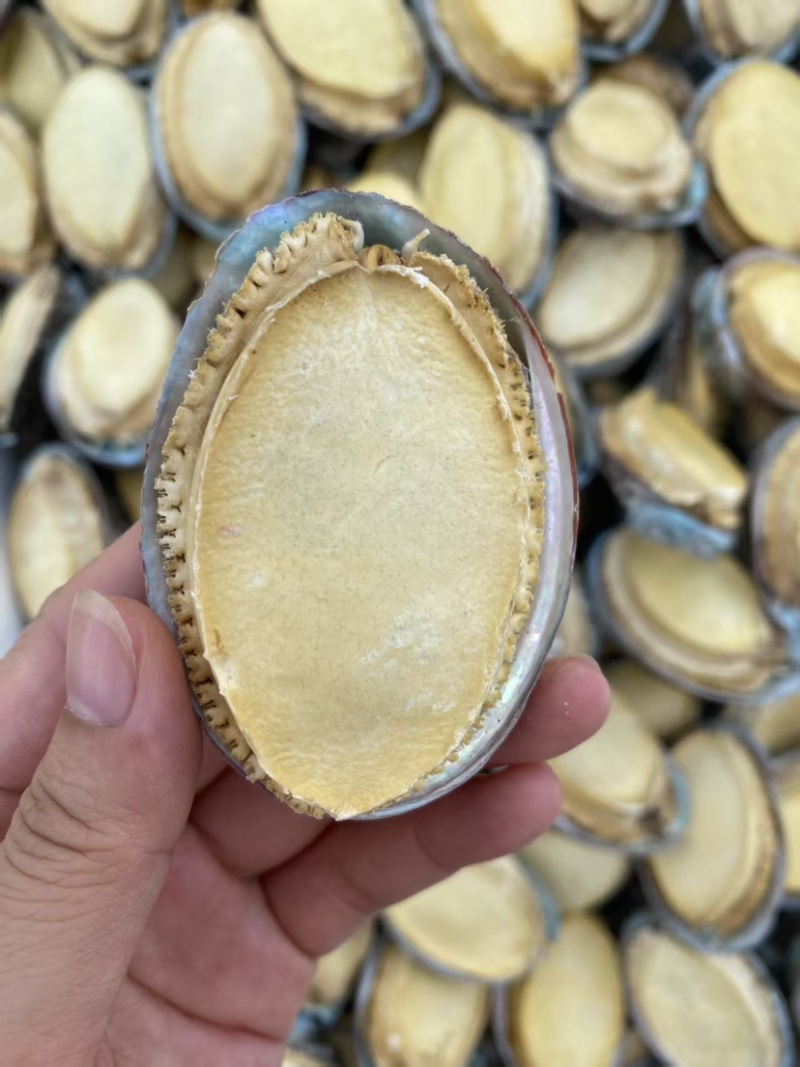 鲍鱼干带壳鲍鱼可装礼盒量大从优品质保证价格优惠