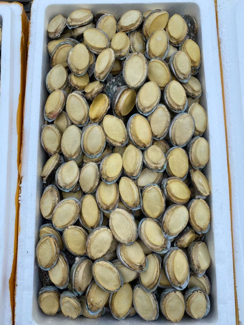 鲍鱼干带壳鲍鱼可装礼盒量大从优品质保证价格优惠