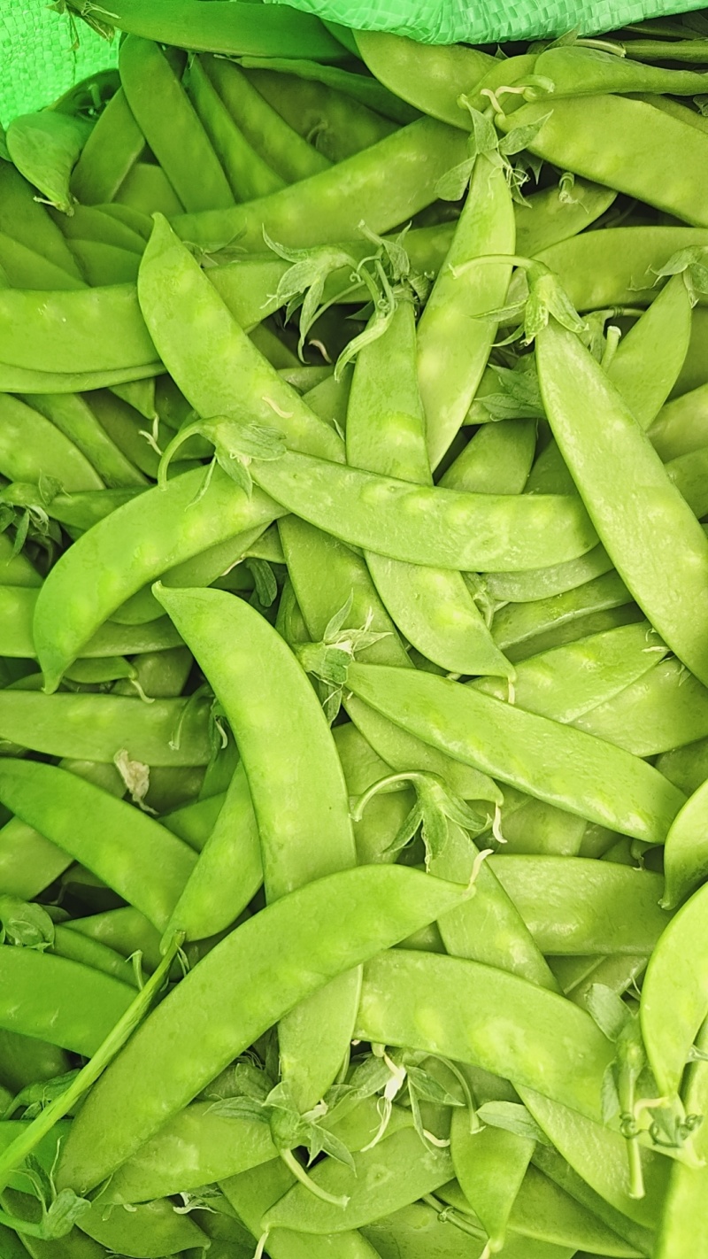 精品现货小夹豆