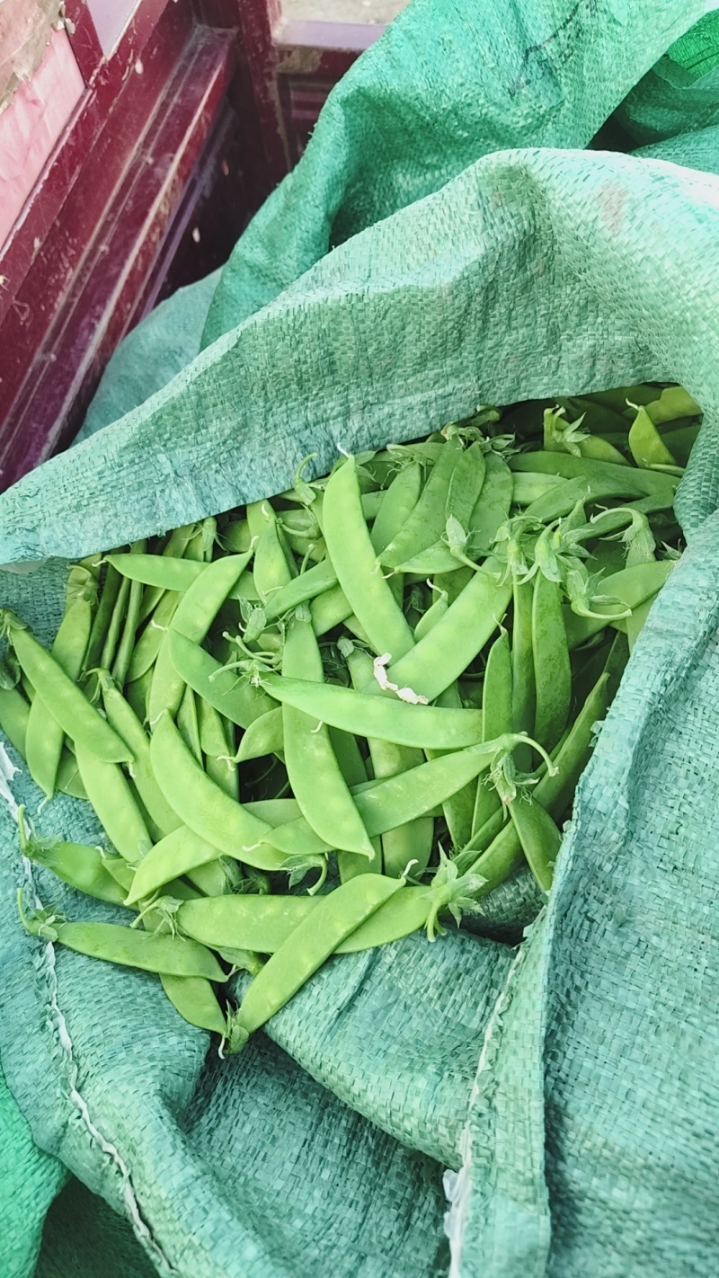 精品现货小夹豆