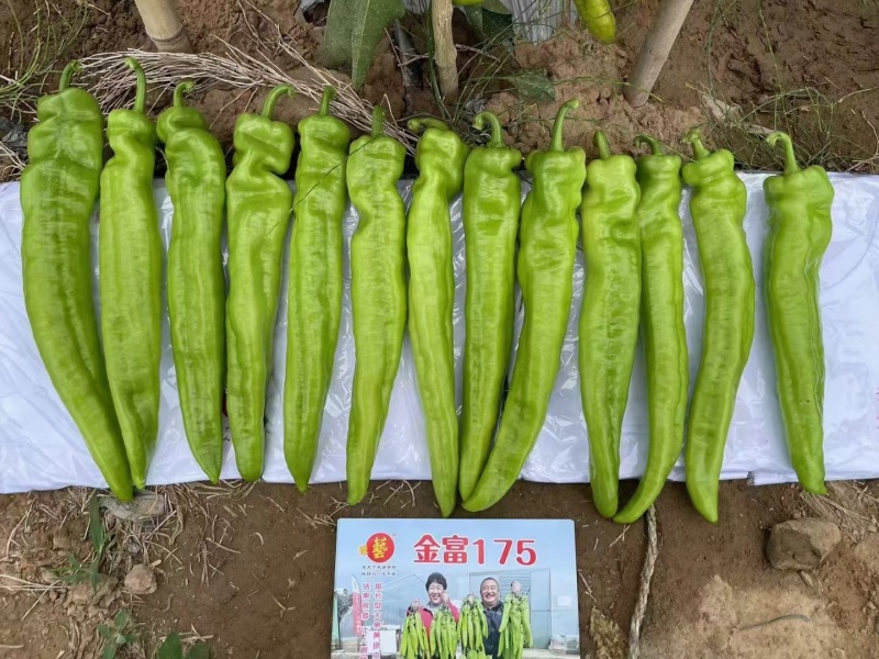 大果尖椒