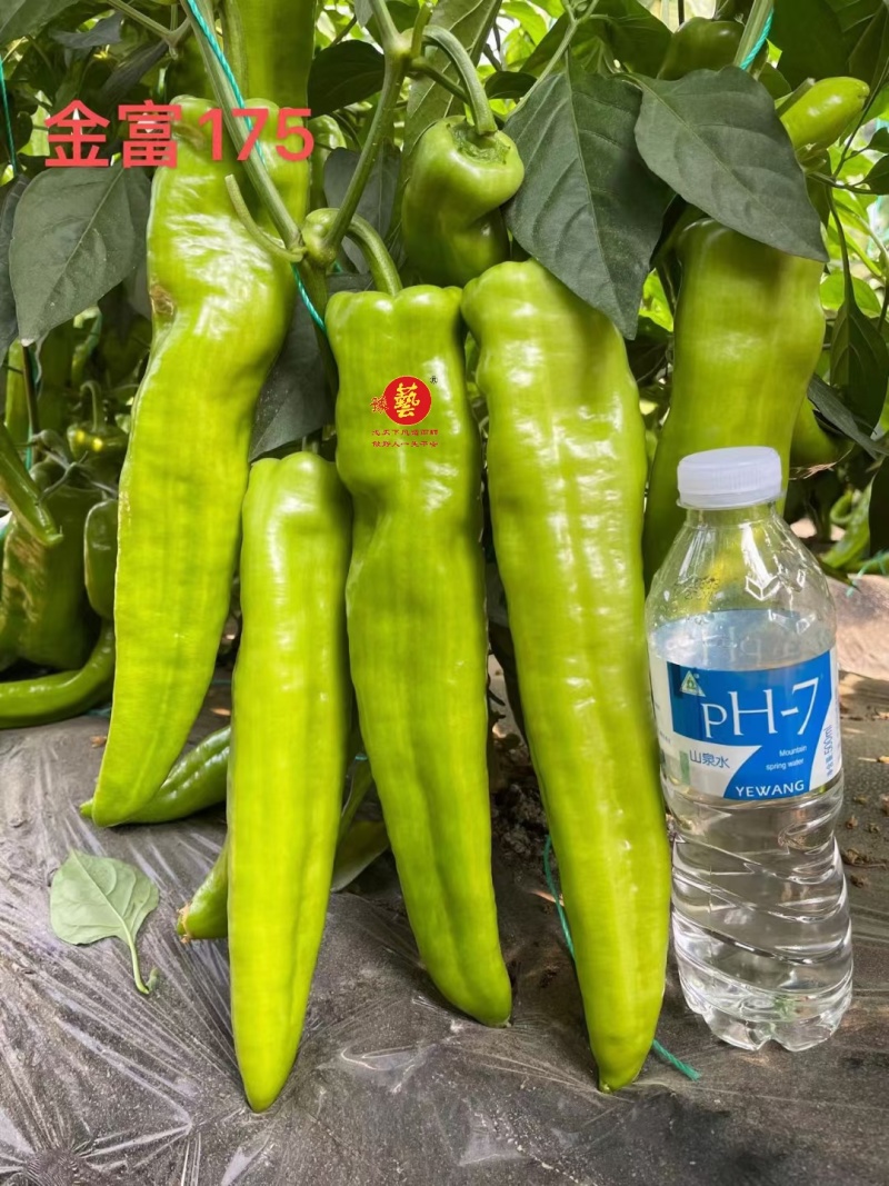 大果尖椒
