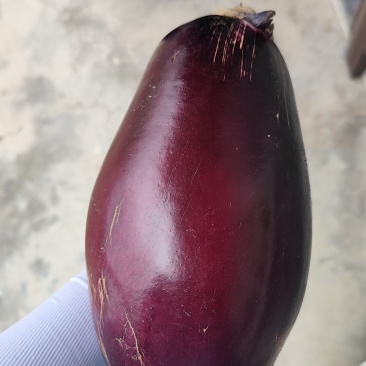 特大紫罐茄子绿色农家肥种植农家自种直发现卖现摘非冷藏发货