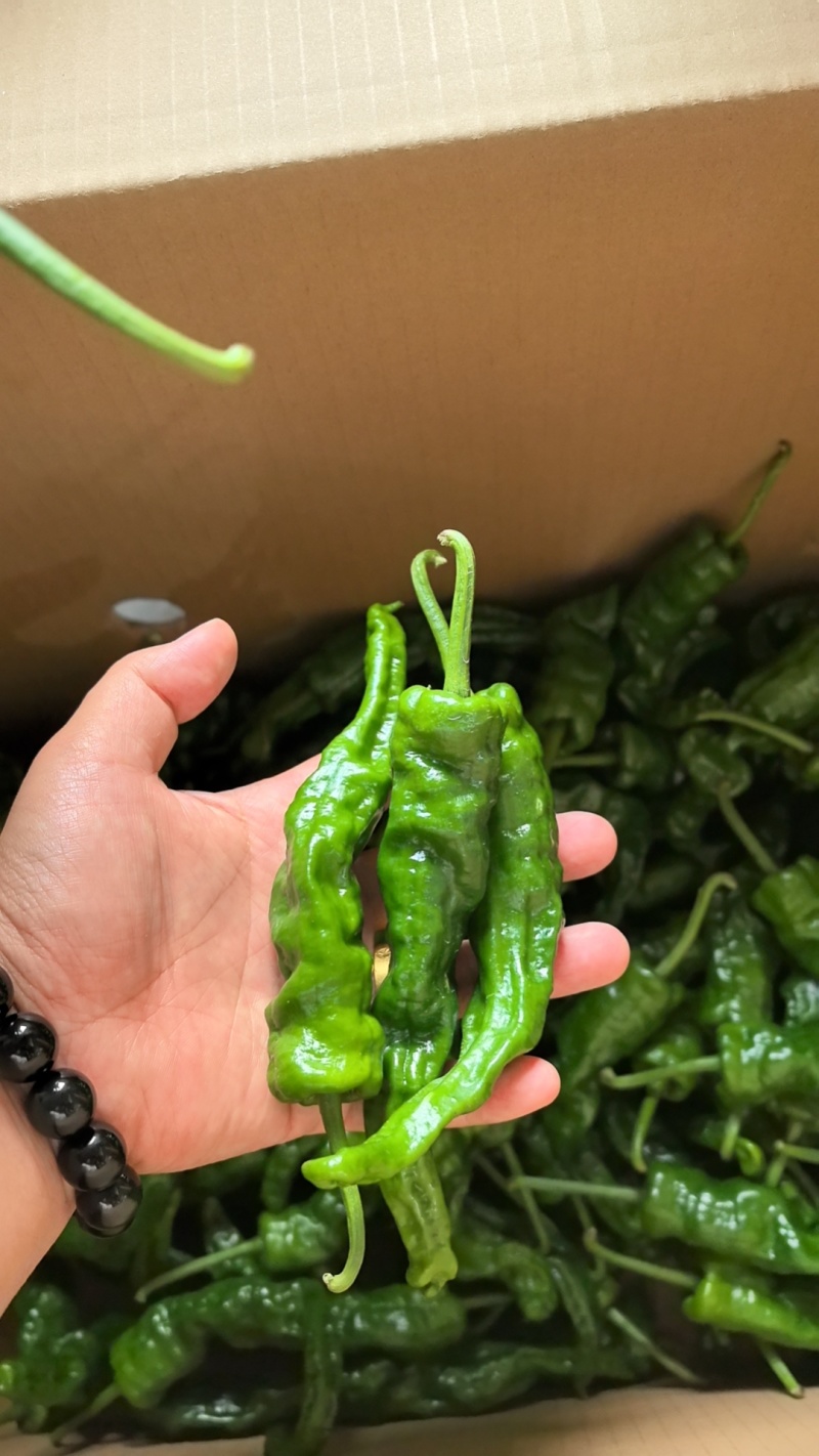小皱皮，大量供应，对接批发商，电商，档口各平台
