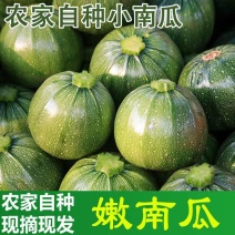 小南瓜产地看货论价保质保量欢迎订购量大从优