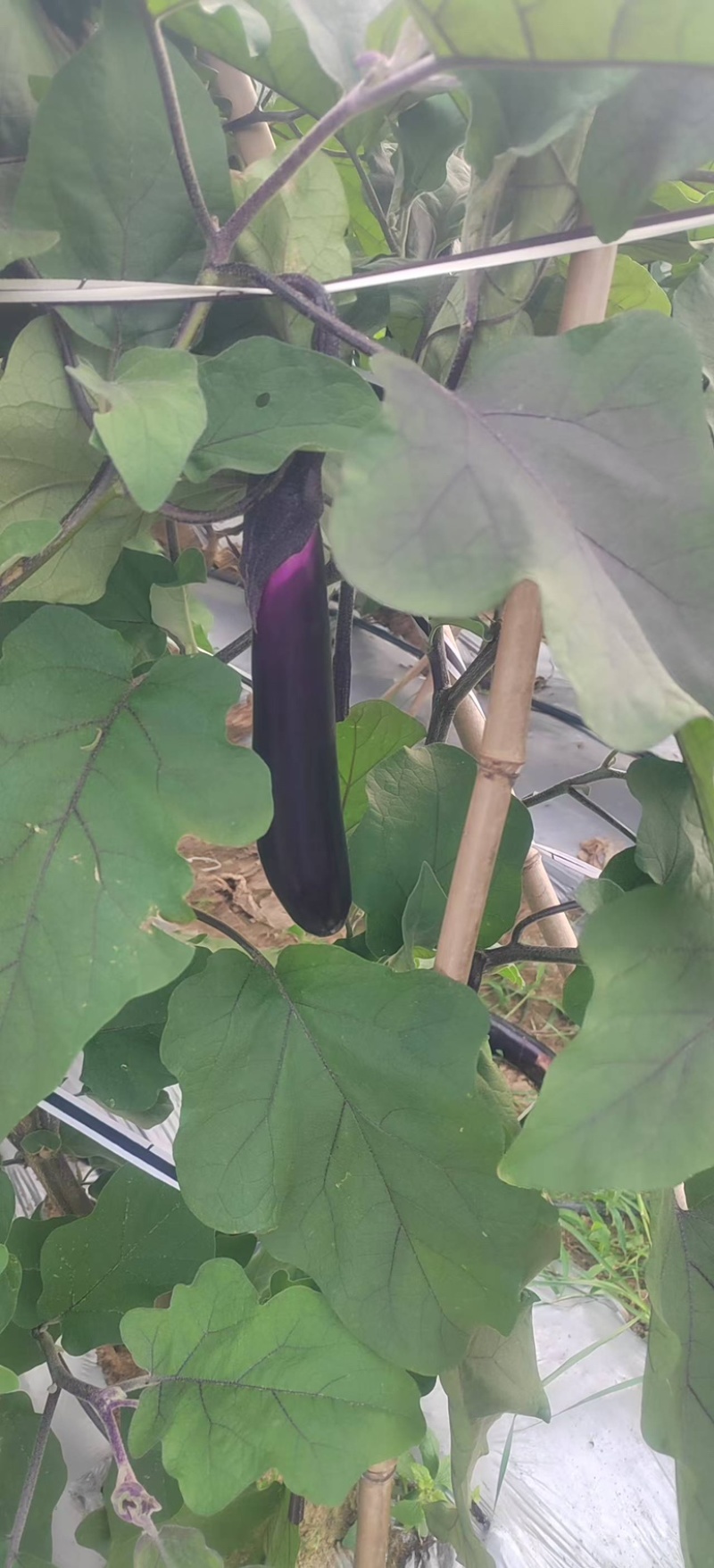 贵州茄子产地直发，一手货源，价格优惠，欢迎采购