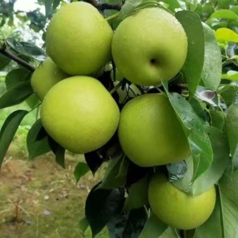 梨，苏翠，翠玉，翠冠。