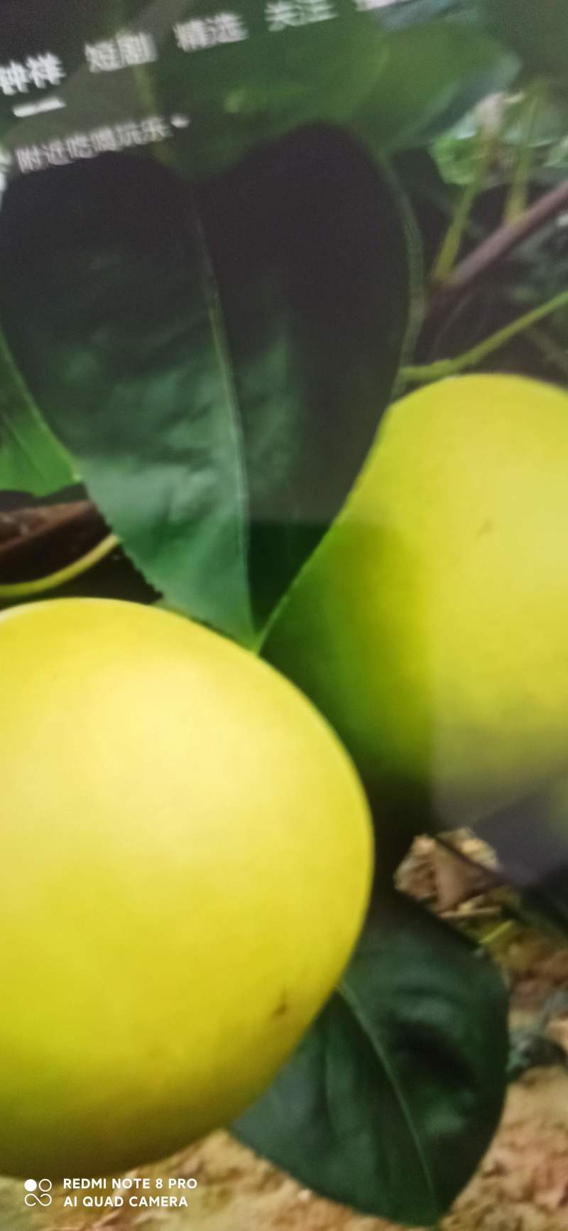 梨，苏翠，翠玉，翠冠。