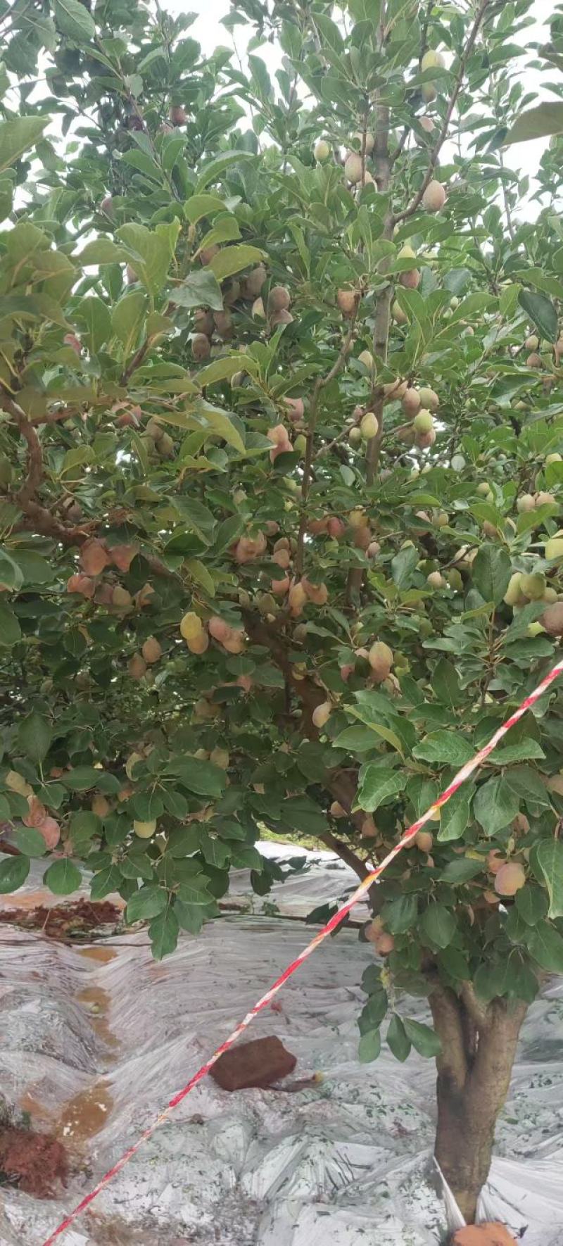 西梅大量上市产地直发，品质保证，服务周到，诚信经营
