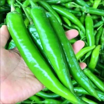 尖椒牛角椒羊角椒产地看货论价保质保量