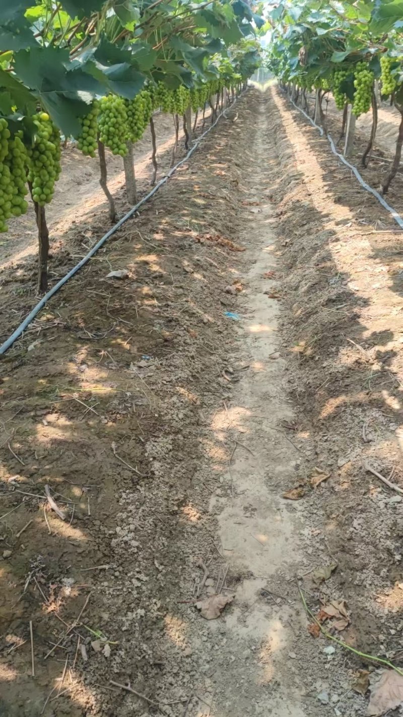 阳光玫瑰烧棚果数量不多两三万斤底糖14速来标价就是卖价