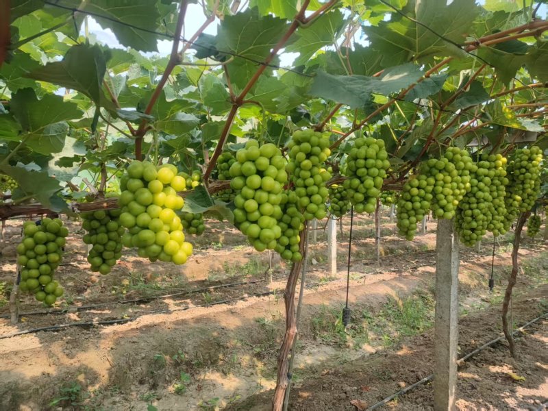 阳光玫瑰烧棚果数量不多两三万斤底糖14速来标价就是卖价