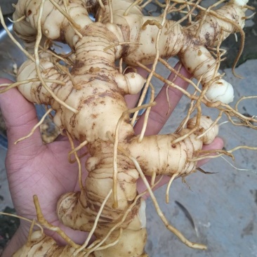 黄精，鲜黄精，品质保证，欢迎合作采购，诚信为本