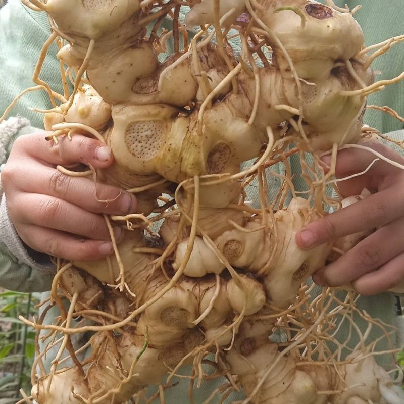 黄精，鲜黄精，品质保证，欢迎合作采购，诚信为本