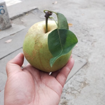 翠冠梨