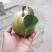 翠冠梨