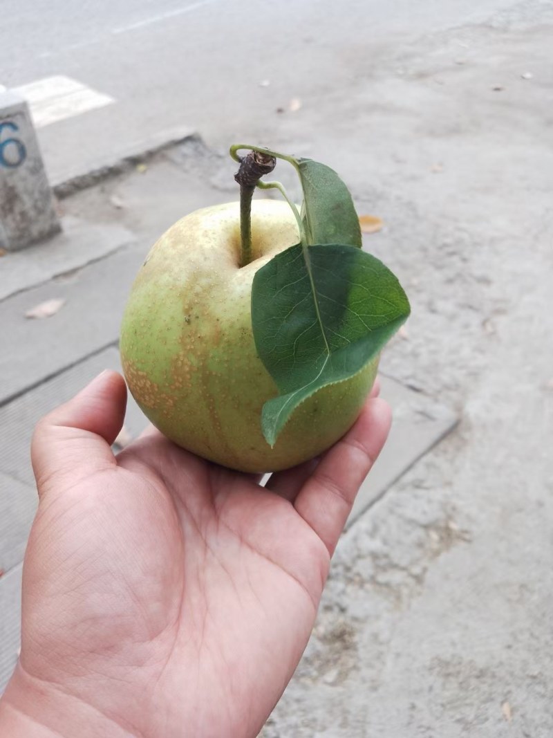 翠冠梨