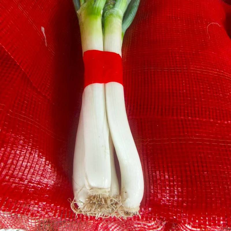 大葱钢葱基地直发货源充足量大从优