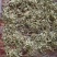 金银花，现货5吨，欢迎大家采购，找我合作，金银花金银花