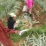 大葱钢葱基地直发货源充足量大从优