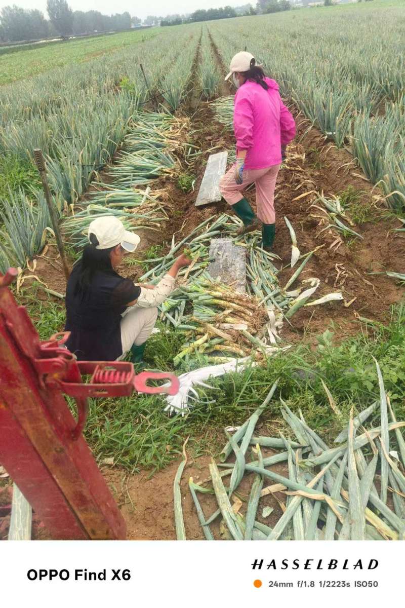 大葱钢葱基地直发货源充足量大从优